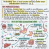 72x Capsule | Handwritten Style Infographic | GA Revision (English)