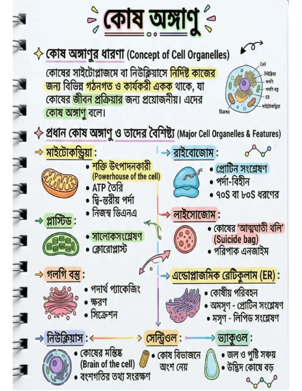 72x Capsule | Handwritten Style Infographic | GA Revision (বাংলা)