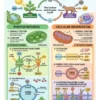 48x Capsule | GS-GA Revision (English) | Visual Infographic